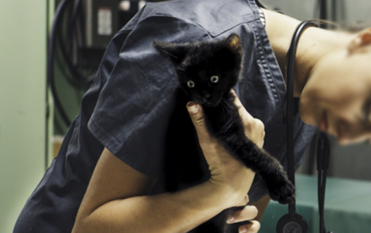 Cats and Dogs and Lizards, oh my!