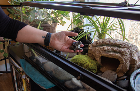 At her home in Grand Junction, Colorado, Weeks cares for a handful of cured boreal toads who would likely not have survived if released into the wild.